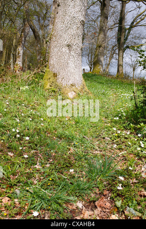 Wood Anemones (Anemone nemorosa) flowering in deciduous woodland. Powys, Wales. April. Stock Photo