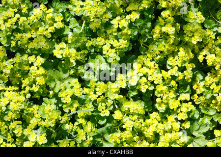 Opposite-leaved Golden-Saxifrage (Chrysosplenium oppositifolium) flowering. Powys, Wales. April Stock Photo