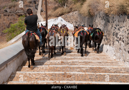 donkey handler, fira, santorini, greece Stock Photo