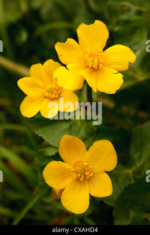 Kingcup or Marsh Marigold (Caltha palustris) flowers. Powys, Wales. May Stock Photo