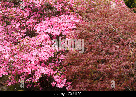 Japanese Maple (Acer japonicum) and a flowering Hybrid Azalea (Rhododendron sp.). Powys, Wales. Stock Photo