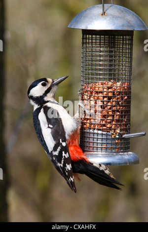 Great Spotted Woodpecker (Dendrocopus major) adult female feeding on a wire peanut feeder. Powys, Wales, October. Stock Photo