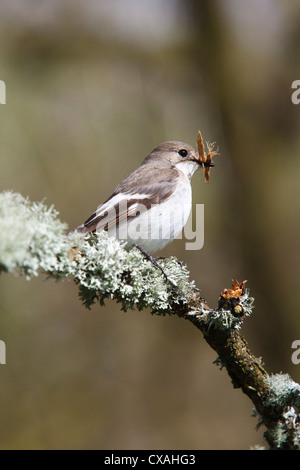 Female Pied Flycatcher (Ficedula hypoleuca) carrying bark for nesting material. Powys, Wales. May