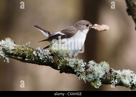 Female Pied Flycatcher (Ficedula hypoleuca) carrying a leaf for nesting material. Powys, Wales. May Stock Photo