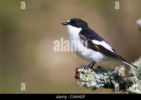 Male Pied Flycatcher (Ficedula hypoleuca) perched on a branch. Powys, Wales. May Stock Photo