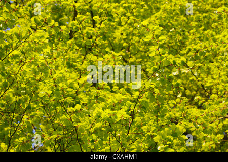 Fresh Spring leaves of Common Beech (Fagus sylvatica). Powys, Wales. May Stock Photo