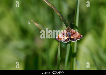 Small Yellow Underwing moth (Panemeria tenebrata) in a meadow. Day-flying species. Powys, Wales. May. Stock Photo