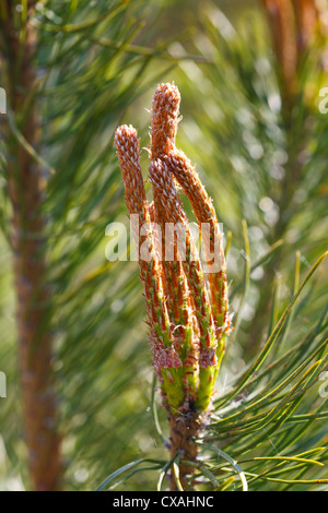 New shoots of Scots Pine (Pinus sylvestris) in Spring. Powys, Wales. May. Stock Photo