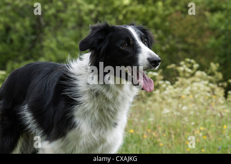 Border Collie, Portrait in an outdoor setting, Dorset, England, UK. Europe Stock Photo