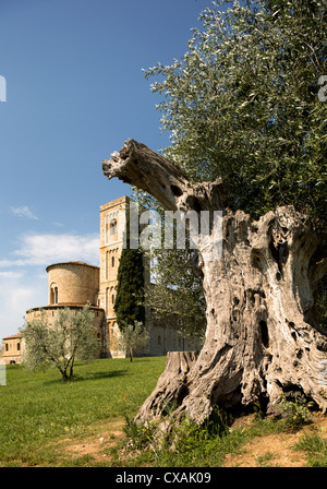 Large old olive tree in front of San Altimo Abbey in Tuscany Italy Stock Photo