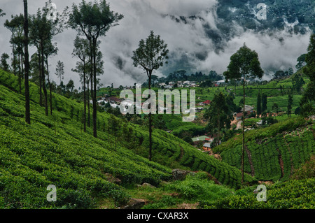 beautiful tea plantation scenery near the Lipton Seat, Haputale, in the hill country of Sri Lanka Stock Photo