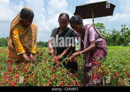 Female farmer harvesting red chili, Koch Bihar, West Bengal, India, Asia Stock Photo