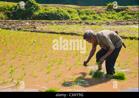 Rice paddy field worker from the Lahu tribe planting rice in rice paddies near Chiang Rai, Thailand, Southeast Asia, Asia Stock Photo