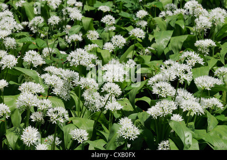 Wild garlic (ramsons) (Allium ursinum) carpeting woodland floor, Wiltshire, England, United Kingdom, Europe Stock Photo
