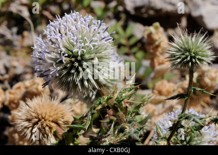 Great globe thistle (Echinops sphaerocephalus), Samos, Greek Islands, Greece, Europe Stock Photo