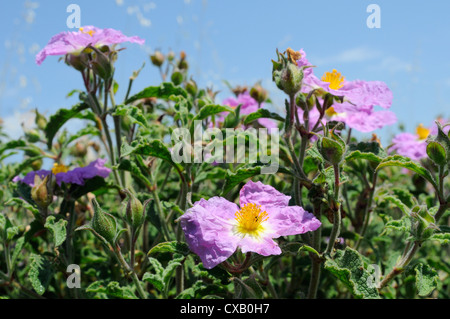 Pink rock rose (hairy rock rose) (Cistus incanus), Lesbos (Lesvos), Greek Islands, Greece, Europe Stock Photo