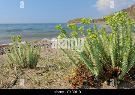 Sea spurge (Euphorbia paralias) clumps flowering in coastal sand dunes behind beach, Lesbos (Lesvos), Greek Islands, Greece Stock Photo