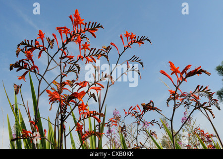 Montbretia (Crocosmia x crocosmiiflora) flowering near roadside, Wiltshire, England, United Kingdom, Europe Stock Photo