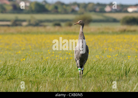 Juvenile Common crane (Eurasian cranes) (Grus grus) released by the Great Crane Project on the Somerset Levels, Somerset Stock Photo