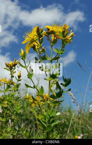 Low angle view of Perforate (Common) St. John's wort (Hypericum perforatum), chalk grassland meadow, Wiltshire, England