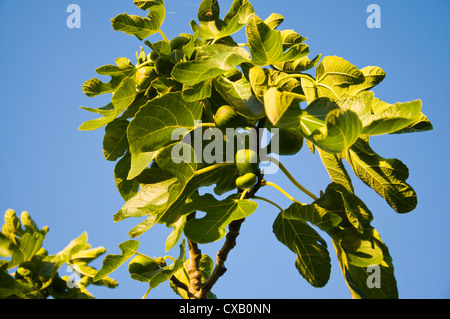 Figs growing on a tree Stock Photo