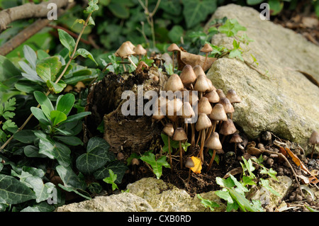 Granny's bonnets (gregarious elf caps ) (clustered bonnet) fungi (Mycena inclinata) growing from rotten treestump, Wiltshire Stock Photo