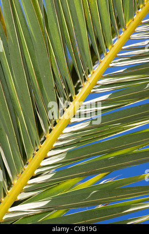 Close up of palm fronds Crete Greece