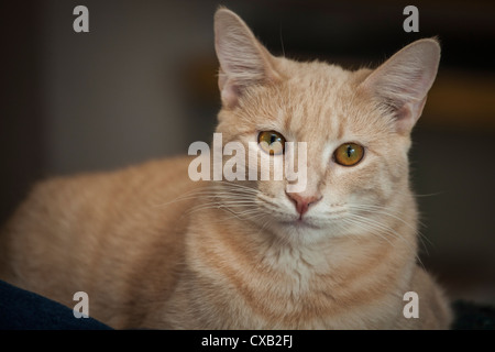 A tabby pastel ginger cat is staring intently at the camera while lying down. His orange eyes are beautiful. Stock Photo