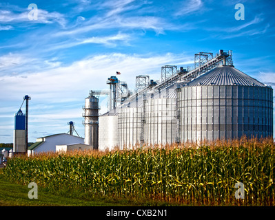 Corn dryer silos standing in a field of corn Stock Photo