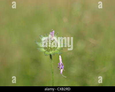 Field scabious / Knautia arvensis / Acker-Witwenblume Stock Photo