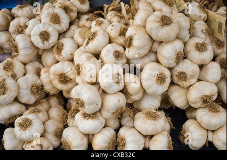 Garlic bulbs from The Garlic Farm Isle of Wight for sale on stall at Abergavenny Food Festival Stock Photo