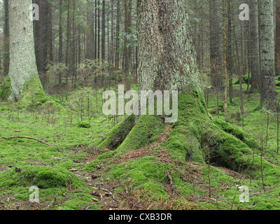 Wood landscape with moss / Wald Landschaft mit Moos Stock Photo