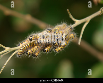 Mass of Buff-tip (Phalera bucephala) caterpillars on a branch, UK Stock Photo