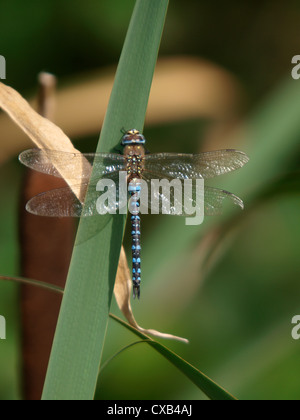 Male Emperor Dragonfly, Anax imperator, UK Stock Photo