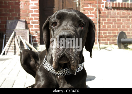 Werl, German Mastiff in portrait Stock Photo