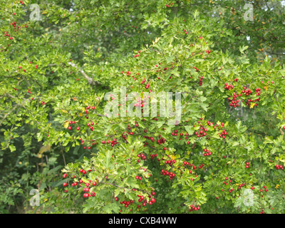 hawthorn / thornapple with fruits / Crataegus / Weißdorn mit Früchten Stock Photo