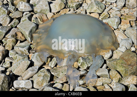 Barrel / dustbin-lid jellyfish (Rhizostoma octopus / Rhizostoma pulmo) washed ashore on pebble beach, Charente-Maritime, France Stock Photo