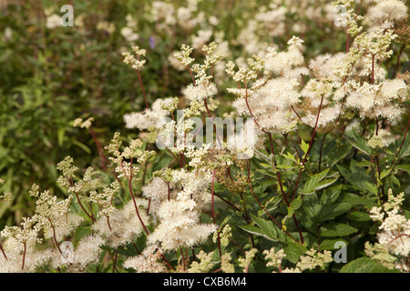 Meadowsweet Filipendula ulmaria growing in Moor House Upper Teesdale NNR, County Durham, UK Stock Photo