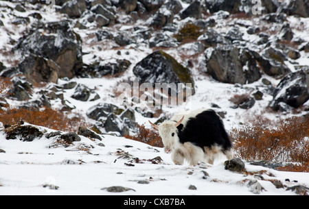 Young yak walking along in the snow, Langtang Valley, Nepal Stock Photo