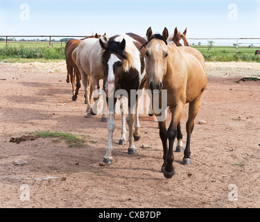 An American Quarter Horse herd, Equus caballus. Oklahoma, USA. Stock Photo