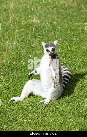 A Ring Tailed Lemur Lemur catta  sitting in the sun Stock Photo