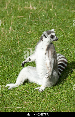 A Ring Tailed Lemur Lemur catta  sitting in the sun Stock Photo