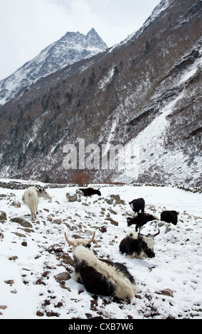 Yaks sitting and standing in the snow, Langtang valley, Nepal Stock Photo