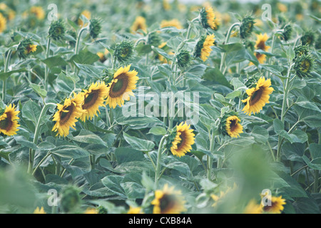 A field of Sunflowers (Helianthus annuus) Stock Photo