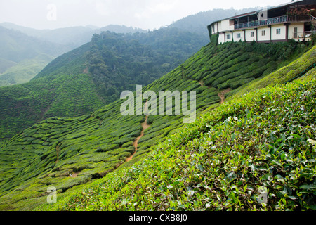 Tea plantation in Cameron Highlands, Malaysia, South East Asia Stock Photo