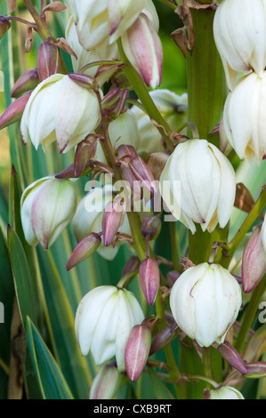 Yucca filamentosa ( Variegated Yucca ) in full flower, England, September Stock Photo