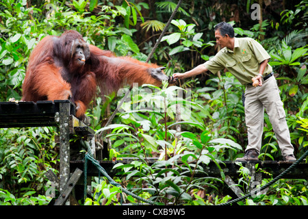 Orangutans Kuching