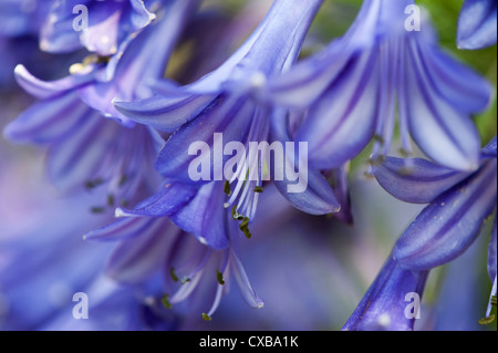 Agapanthus (African lily), summer-flowering perennial, close up of flower head Stock Photo