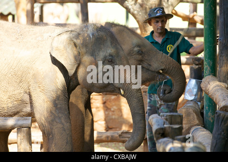 Baby Asian elephants being fed, Uda Walawe Elephant Transit Home, Sri Lanka, Asia Stock Photo