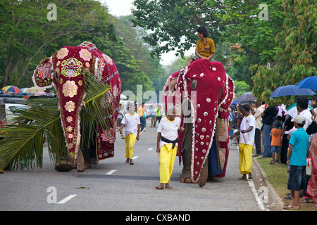 Captive Asiatic elephants (Elephas maximus maximus) preparing for the Navam Maha Perahera, Victoria Park, Colombo, Sri Lanka Stock Photo